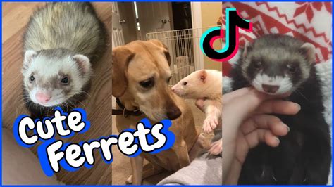 ferret youtube|ferret youtube videos.